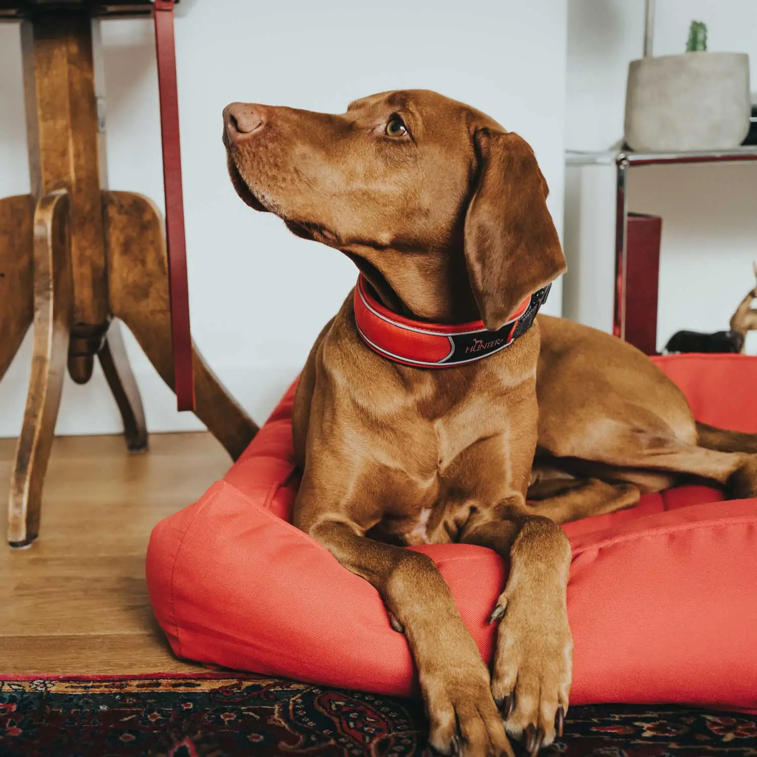 Hunter Halsbånd Divo XL Rød/Grå - justerbart hundehalsbånd (55-65 cm, B 5,5 cm)
